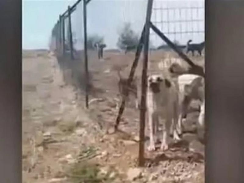 Κυνοκομείο στα Γιαννιτσά