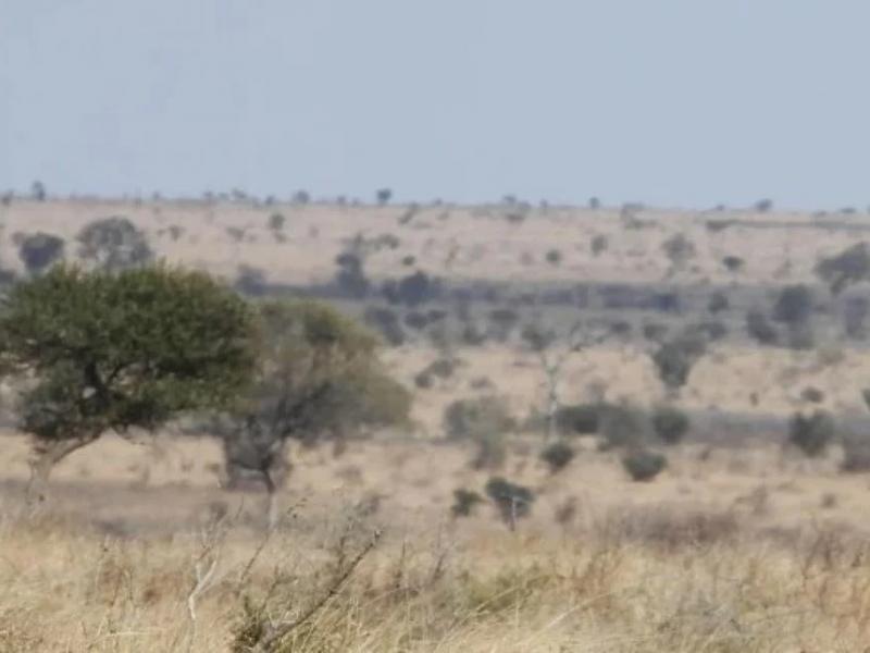 Οφθαλμαπάτη με λεοπάρδαλη