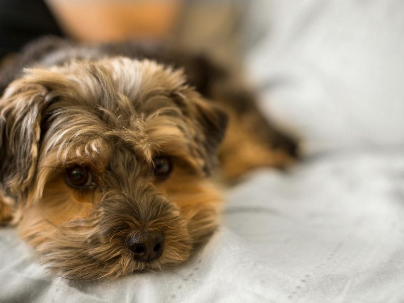 Μικρόσωμος σκύλος