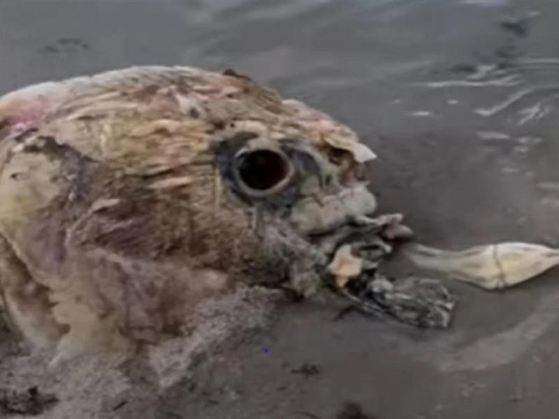 Θαλάσσιο πλάσμα που ξεβράστηκε σε ακτή