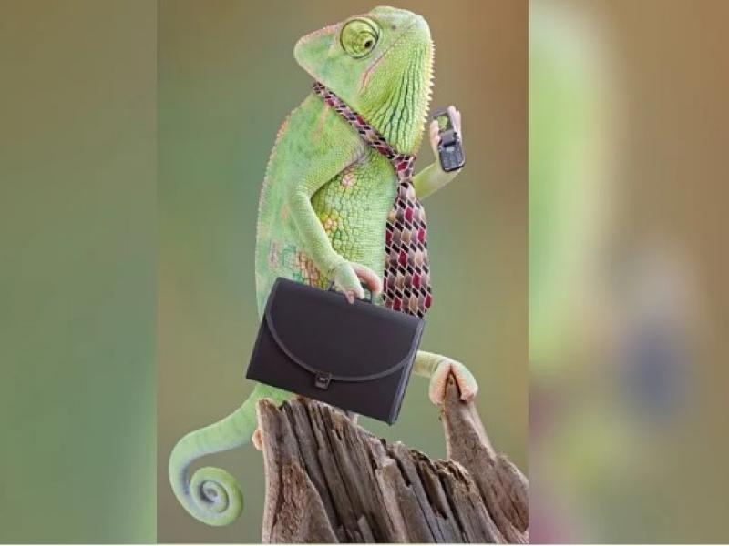 χαμαιλέοντας