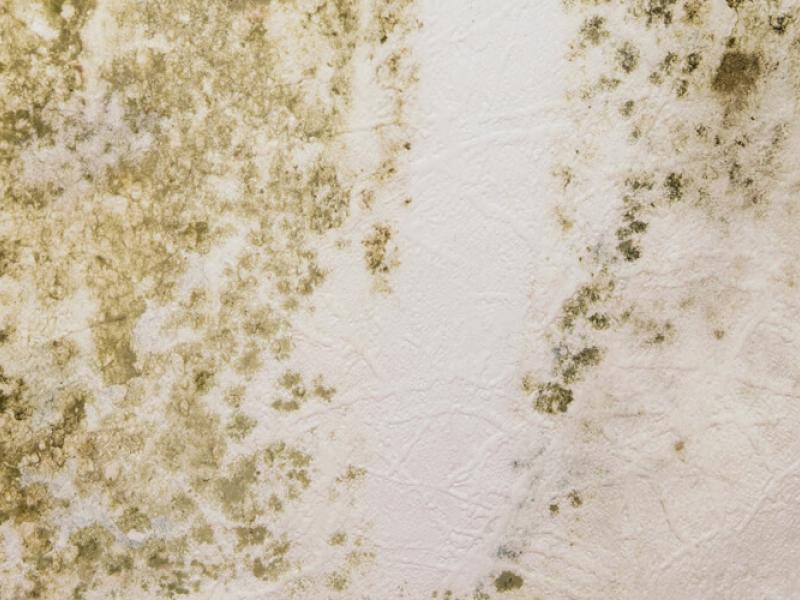 mouxla-stous-toixous-1