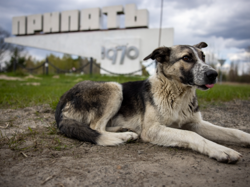 skilaki_chernobyl