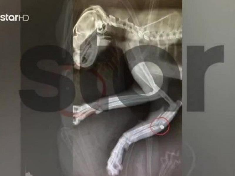 Κτηνωδία: Πυροβολεί γατάκια στο Μαρούσι