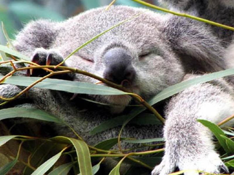 κοαλα
