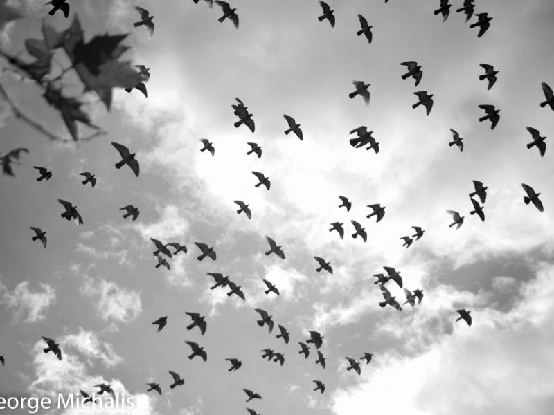 Έκθεση φωτογραφίας - Γιώργος Μιχάλης