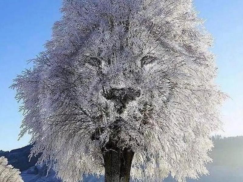 ψευδαίσθηση