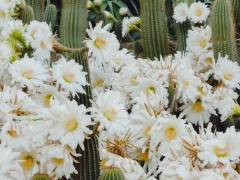 ψευδαίσθηση