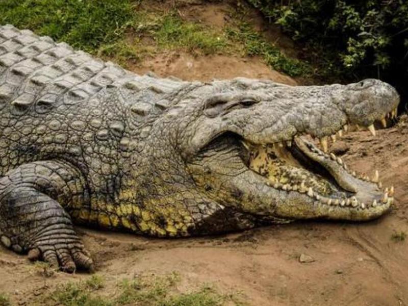 κροκοδειλος