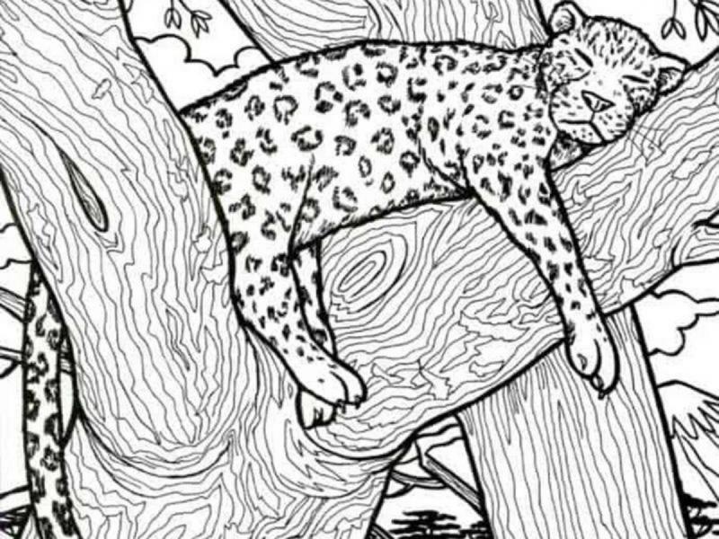 Οφθαλμαπάτη με κρυμμένο ψάρι