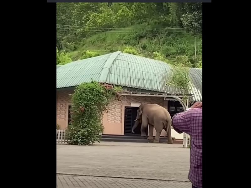 Ελέφαντας πήγε πανεπιστήμιο
