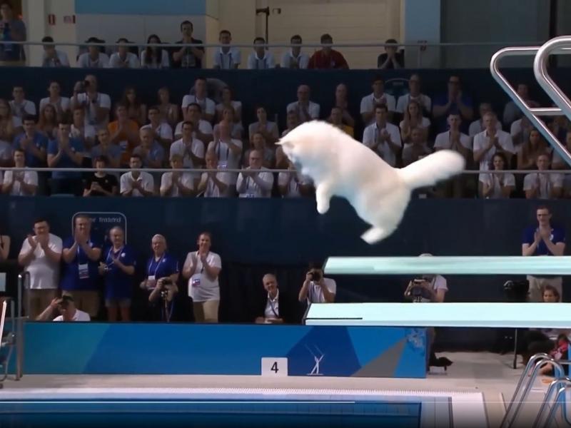 Γάτα κάνει καταδύσεις - Ένα βίντεο A.I.