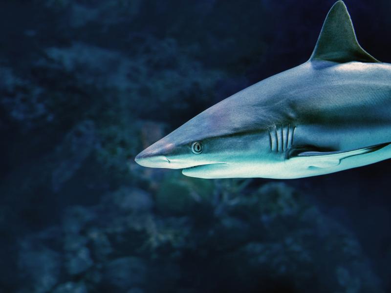 καρχαρίας στη θάλασσα