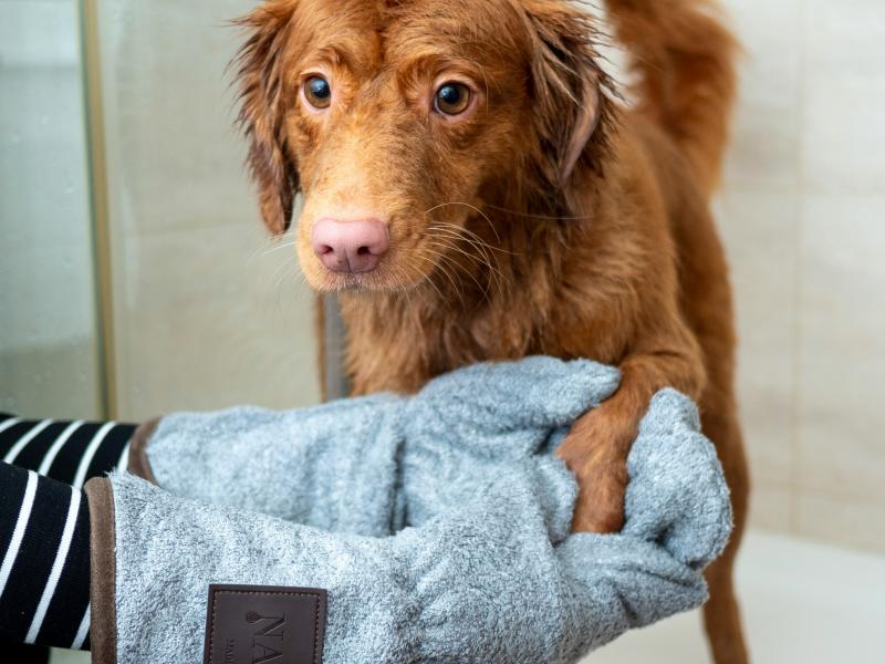 σκύλος μετά το μπάνιο