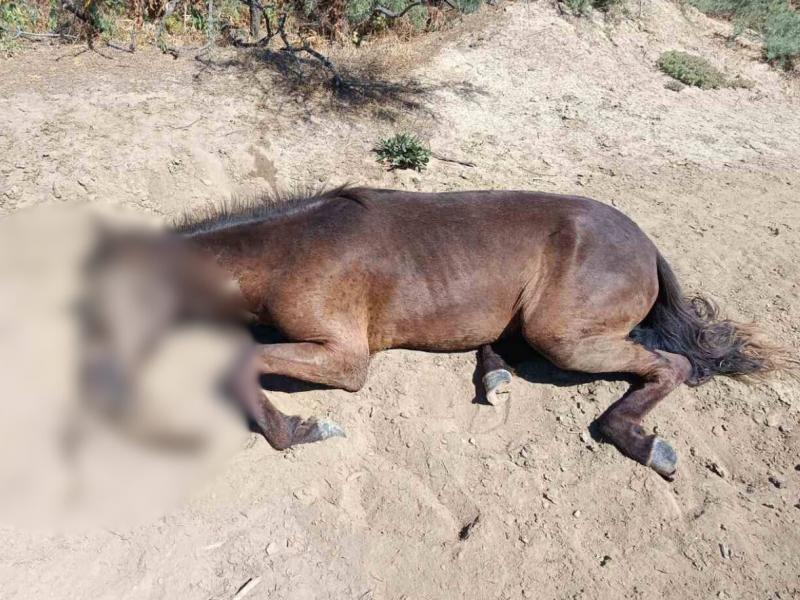 Νεκρό άλογο στον Έβρο