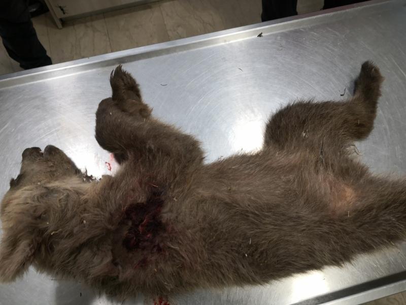 Νεκρό αρκουδάκι στην Καστοριά