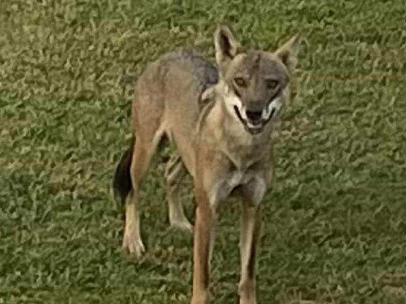 Επίθεση λύκου στην Χαλκιδική