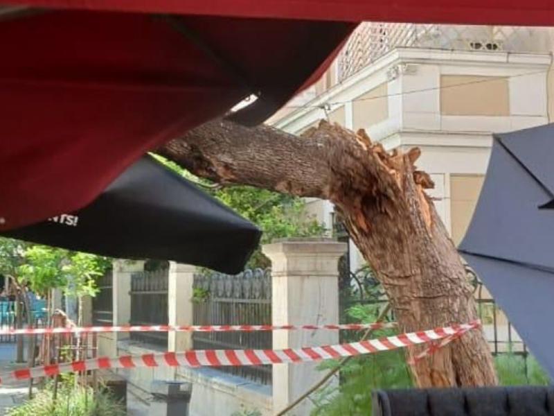 Δέντρο έπεσε στο κέντρο της Αθήνας