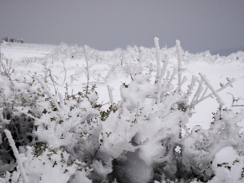 Χιονισμένα δέντρα, χιόνια