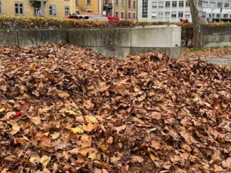 Η οπτική ψευδαίσθηση με τον σκύλο στην φωτογραφία που μπερδεύει το διαδίκτυο