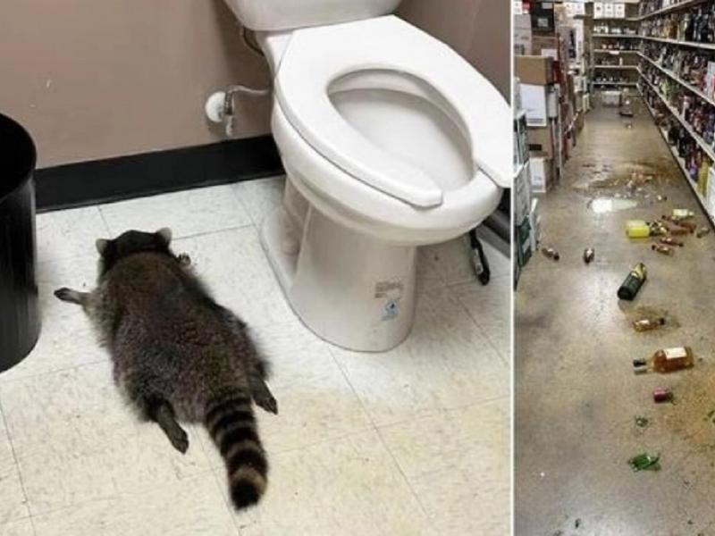 Μεθυσμένο ρακούν