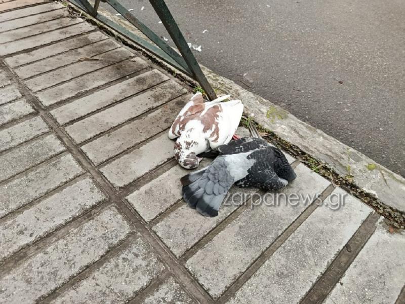 Πυροβόλησαν περιστέρια