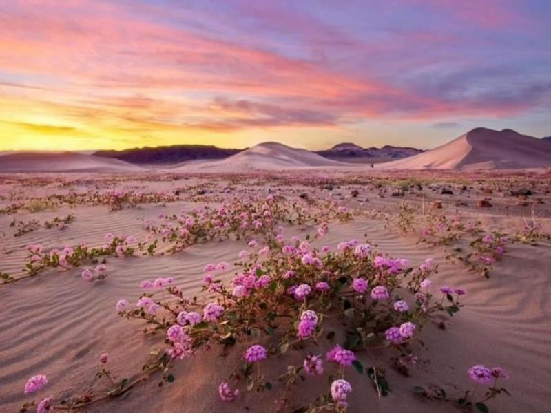 Σπάνιο φαινόμενο στη Κοιλάδα του Θανάτου: Το πιο ζεστό μέρος της Γης γέμισε πολύχρωμα λουλούδια