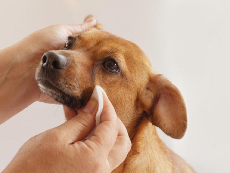 Σκύλος κάνει μπάνιο