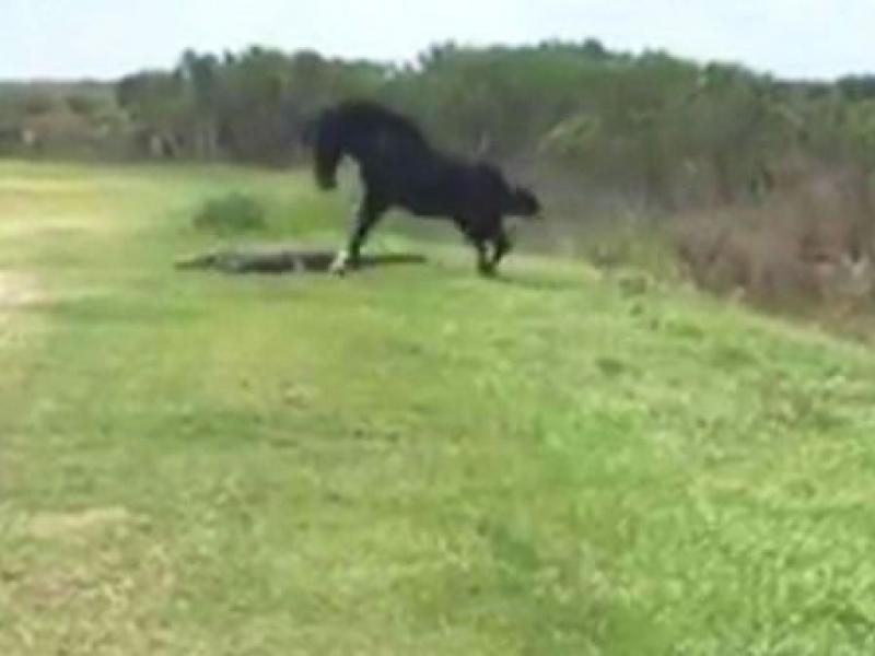aligator_horse.jpg