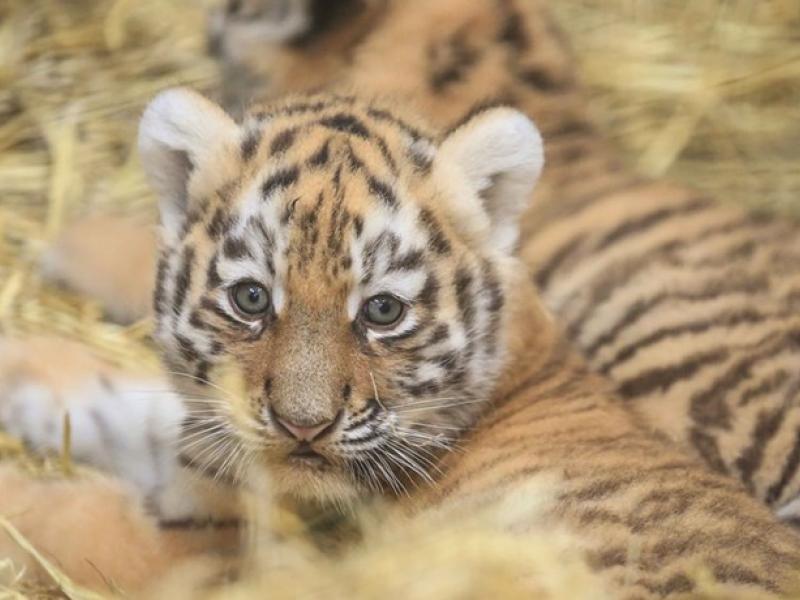 amur-tiger-cub-at-woburn-safari-park_2-1.jpg