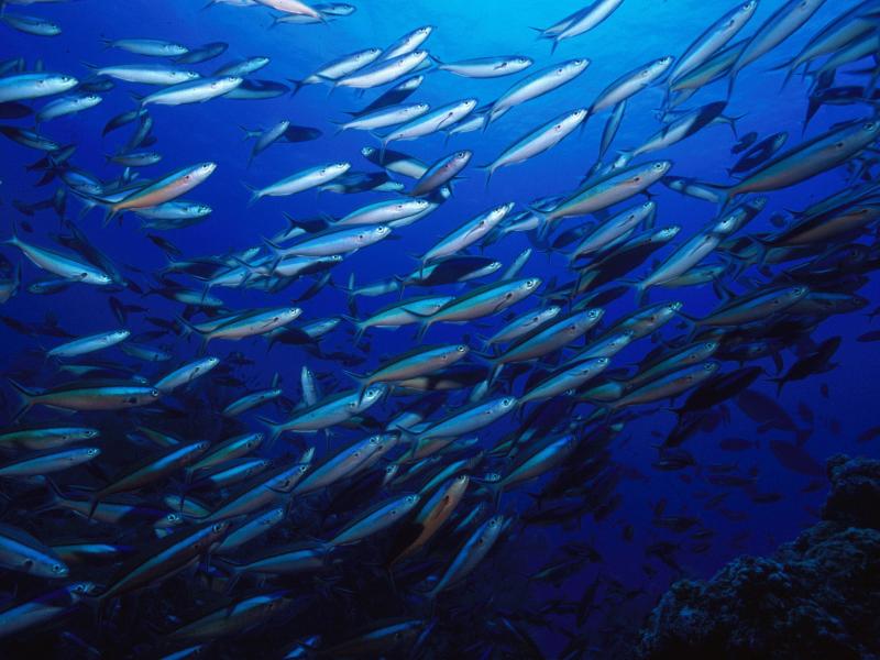 animals_under_water_a_flock_of_silver_fish_089067_.jpg