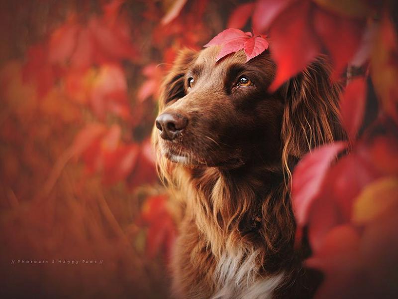 autumn-dog-photography-anne-geier-32.jpg