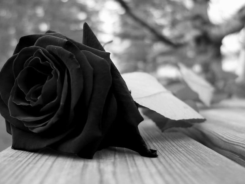 black-rose.jpg