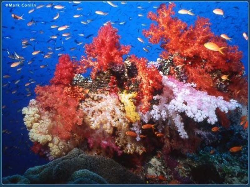 coralreef2.jpg