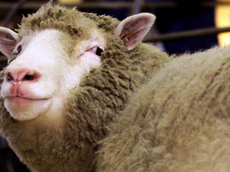 dollythesheep_2.medium.jpg