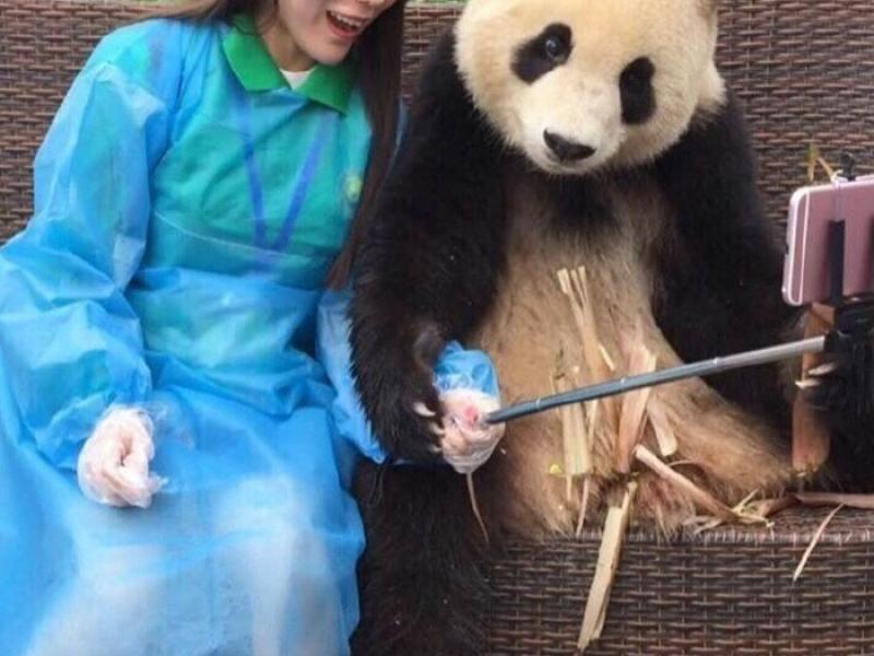 giant-panda-poses-tourist-selfie-4.jpg