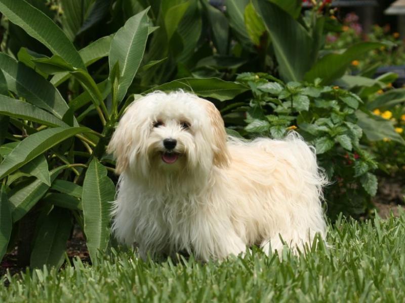 havanese_dog.jpg