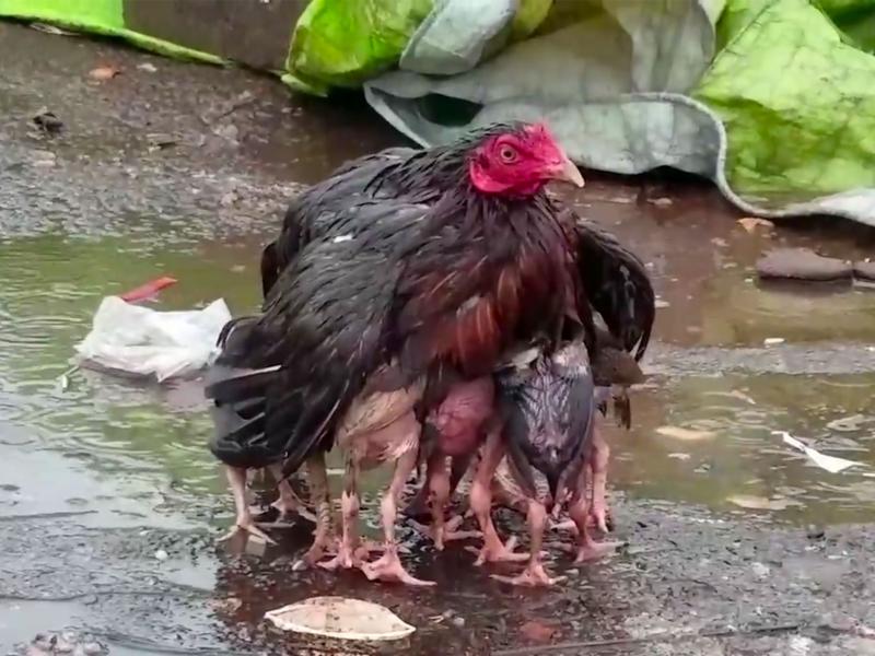 hen_protecting_chicks_from_rain.jpg