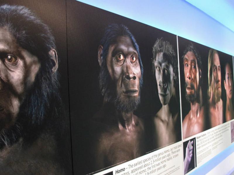 hominids-1021x576.jpg
