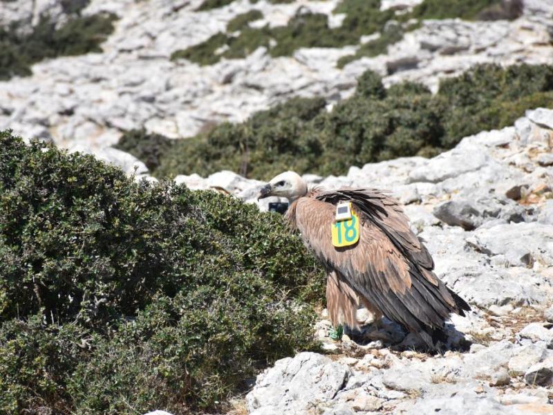 Γύπας "Αλέξης"