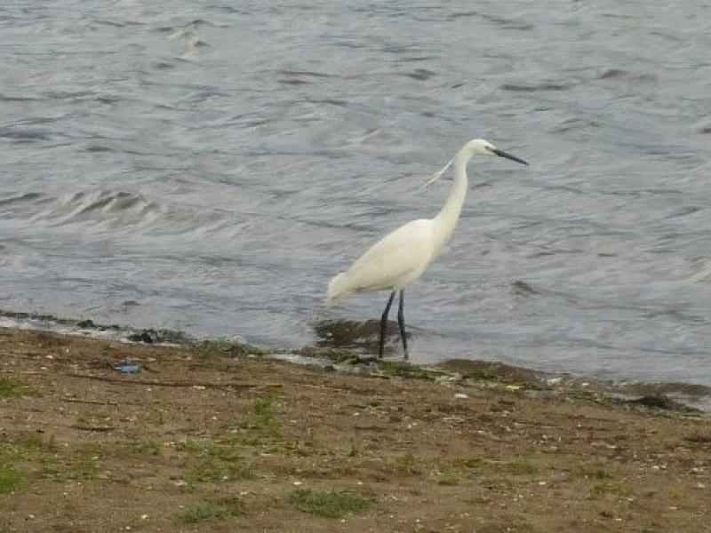 Λιμνοθάλασσα Αντινιώτη