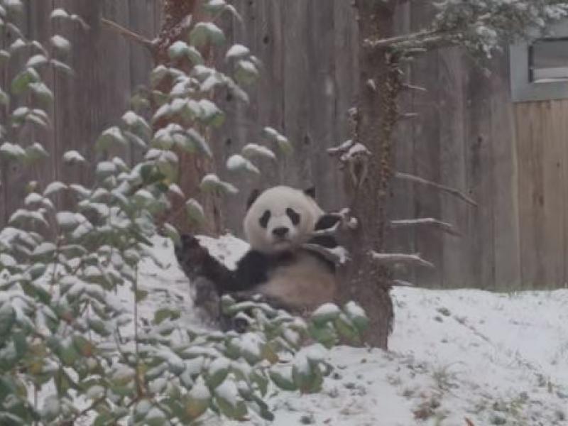 Το πάντα Μπέι Μπέι