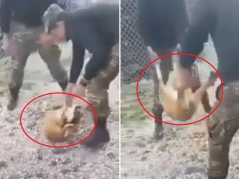 Ο βασανισμός ζώου που είχε προκαλέσει αντιδράσεις