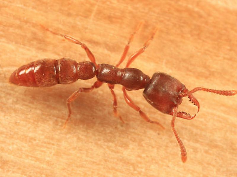 Dracula ant