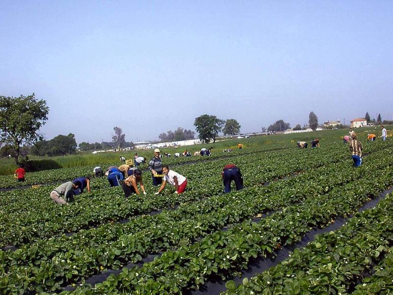 εργάτες γης