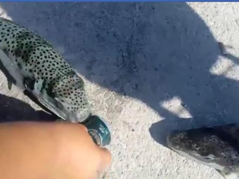 Λαγοκέφαλος στην Κρήτη