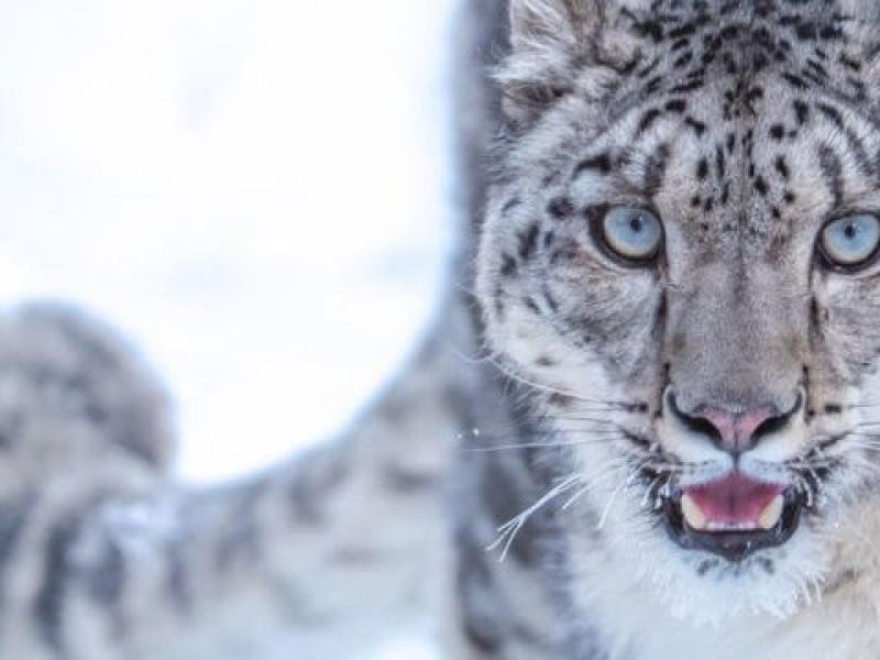 Άγρια λεοπάρδαλη του χιονιού