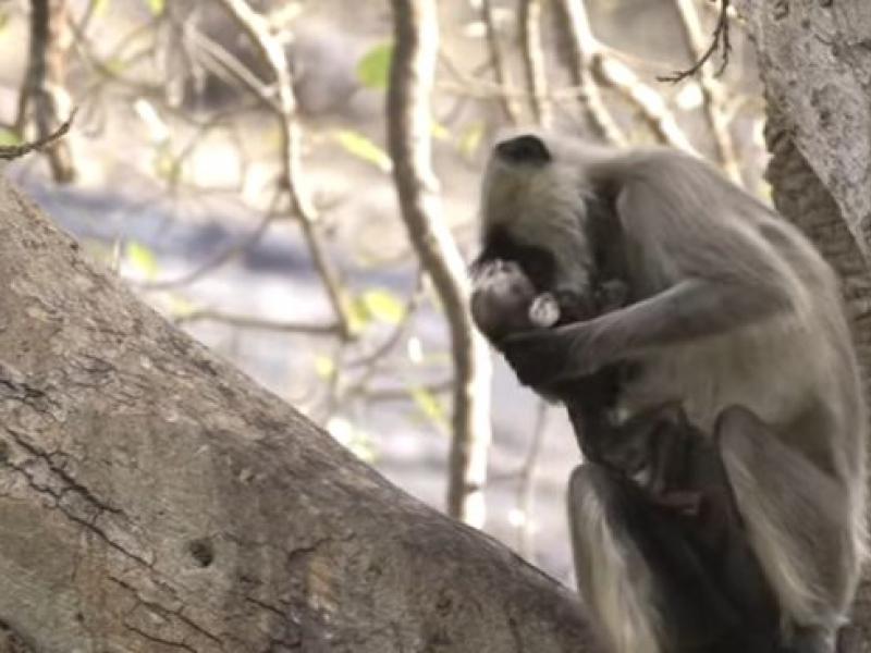 Μητέρα μαϊμού