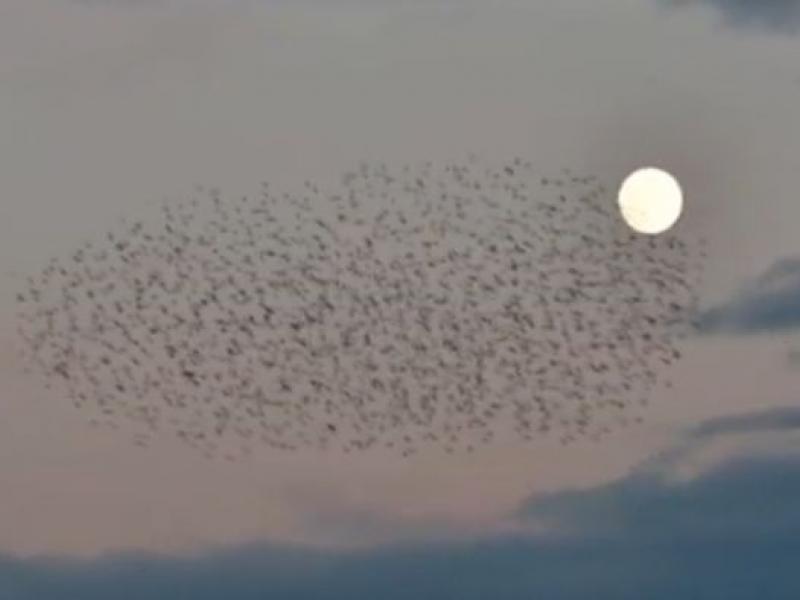 Τα ψαρόνια «χορεύουν» κάτω από την πανσέληνο