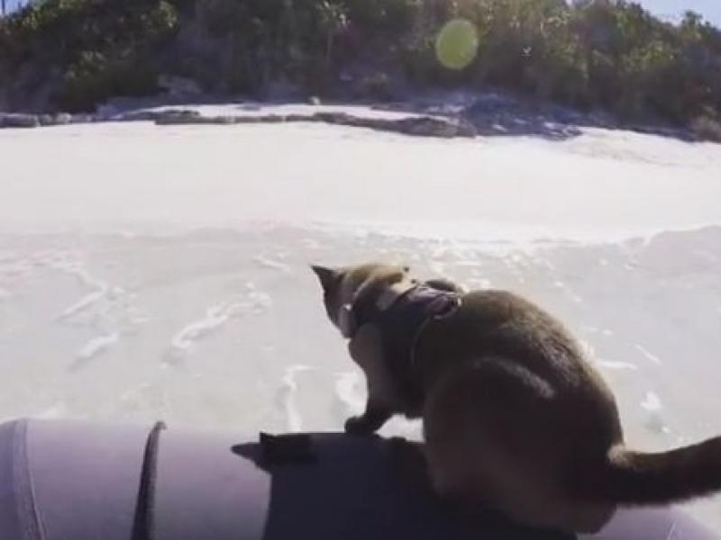 Η ατρόμητη Ρίγκμπυ